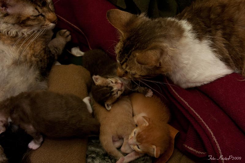 Cordelia , Woody and their kittens