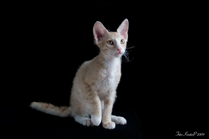 LaPerm cat Fenris 12 Weeks old 20090916