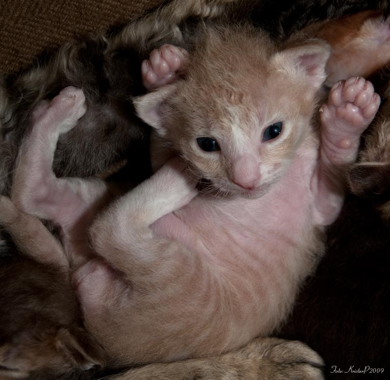 15 days old LaPerm kitten