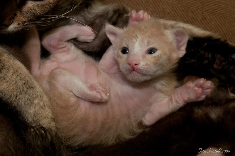 15 days old LaPerm kitten
