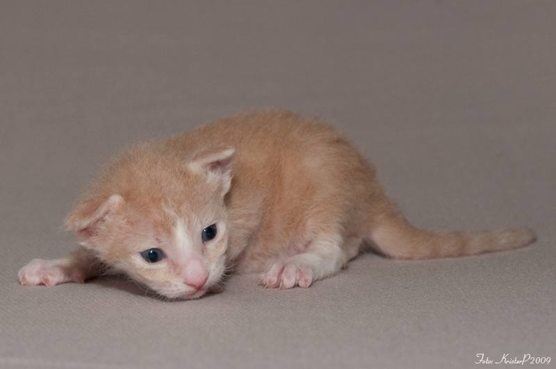 16 days old LaPerm kitten