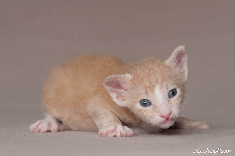 20 days old LaPerm kitten