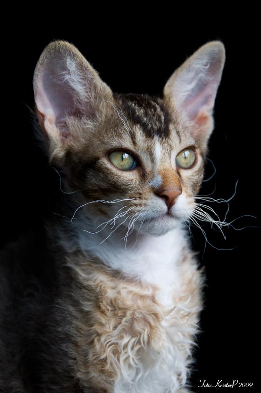 LaPerm cat Fafne, 13 weeks old 20090723