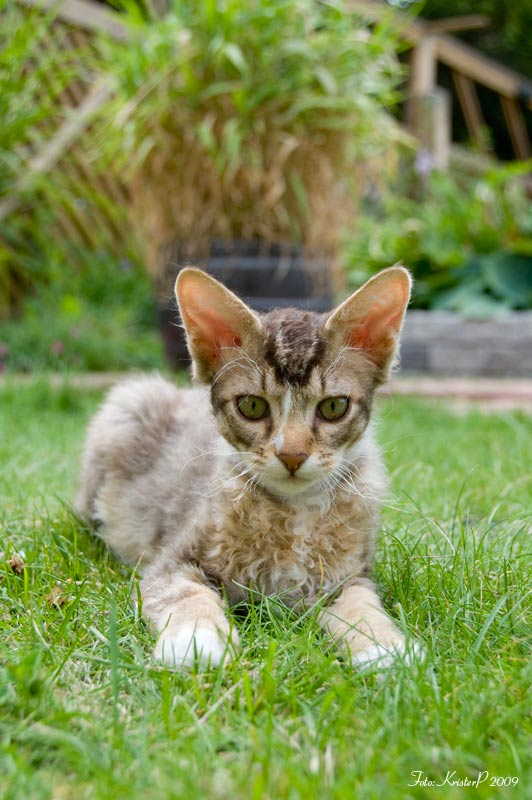 LaPerm cat Fafne, 13 weeks old 20090723