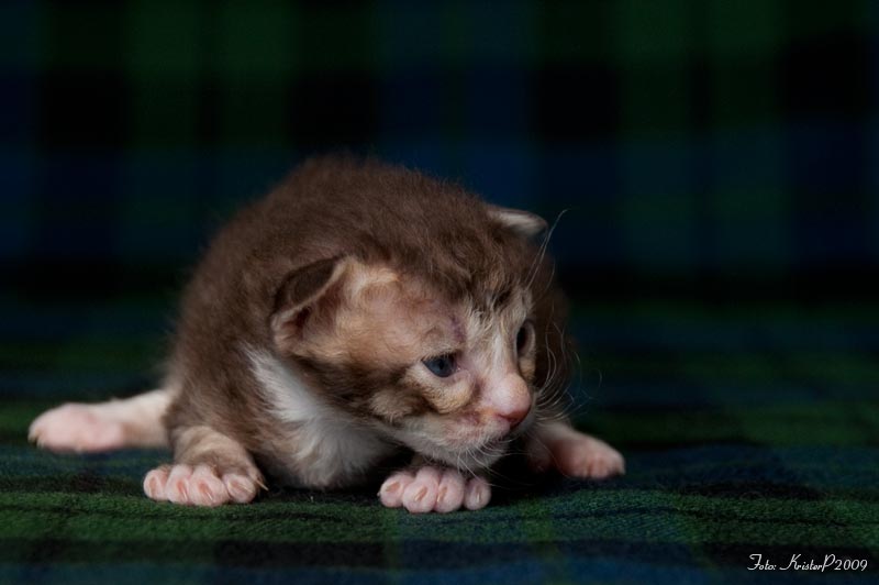 2 week old LaPerm kitten