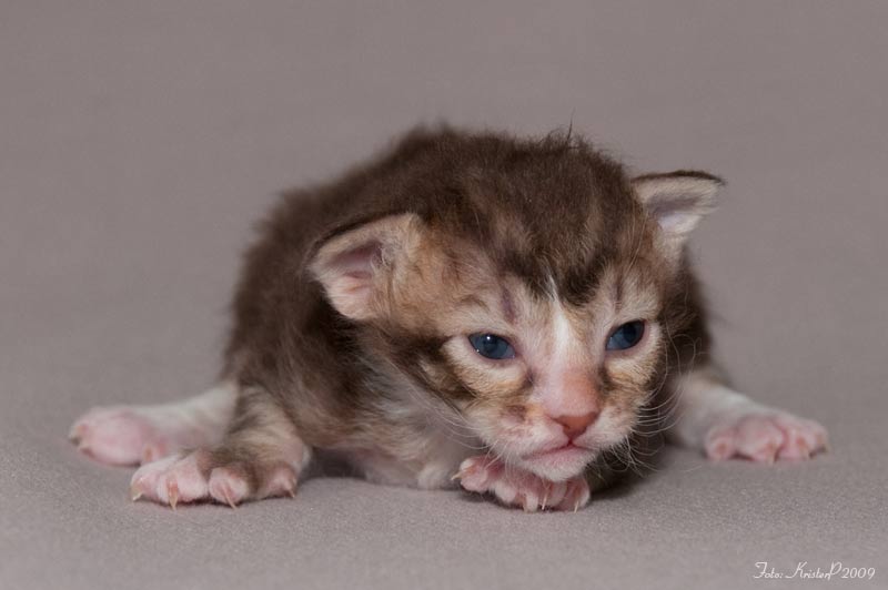 16 days old La Perm kitten