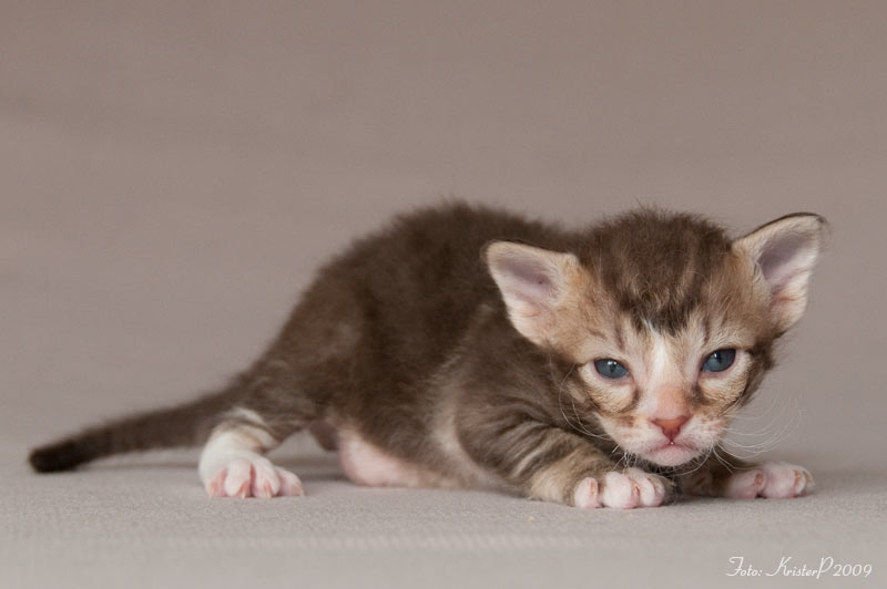20 days old La Perm kitten