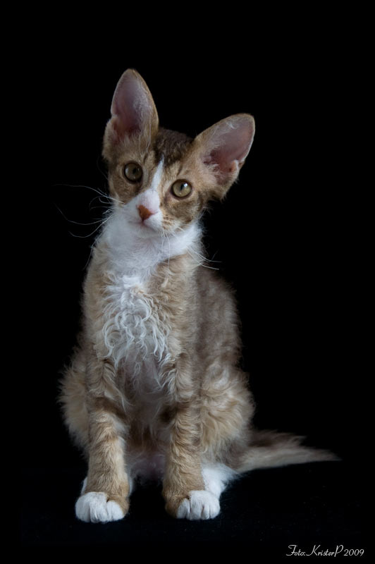 LaPerm cat Fenja 12 Weeks old 20090916