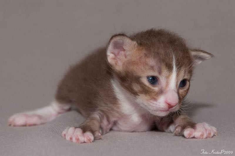16 days old La Perm kitten