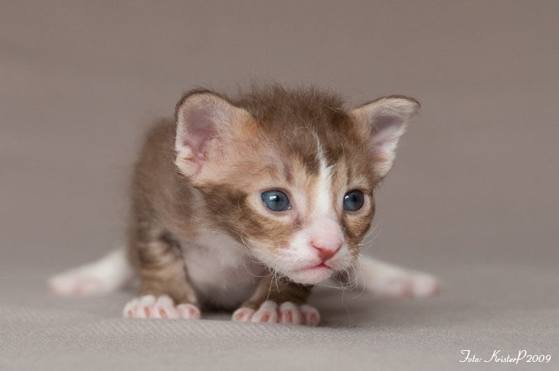 Fenja 20 days old La Perm kitten