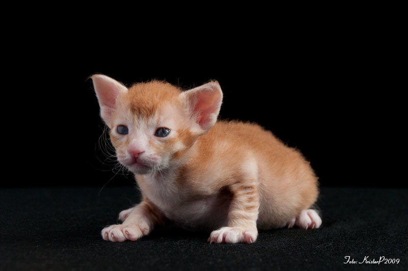 20 days old LaPerm kitten