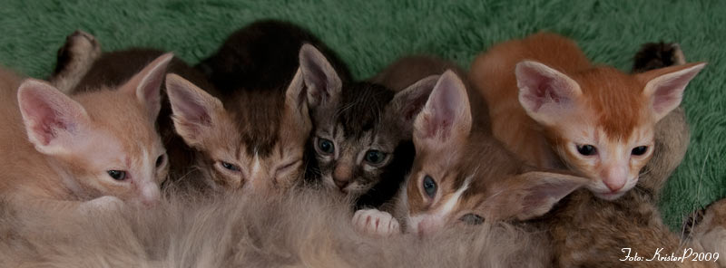 LaPerm kittens