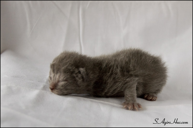 Selkirk Rex Filiokus 1 vecka/week