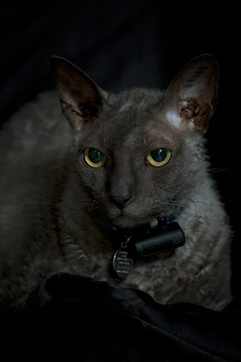 Junior Cornish Rex