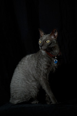 Junior Cornish Rex