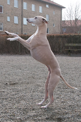 Junior Cornish Rex